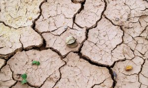 5 consecuencias del cambio climático que debes saber